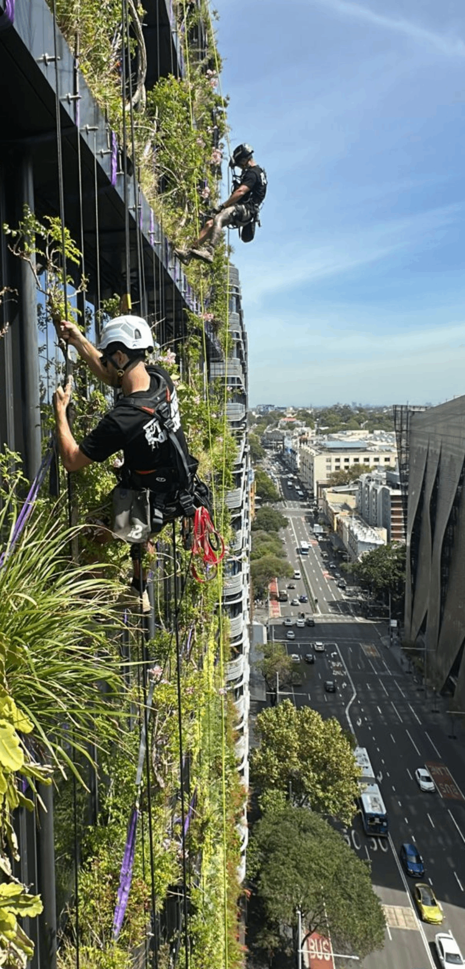 Green Wall Maintenance — High-Rise — Sydney, NSW